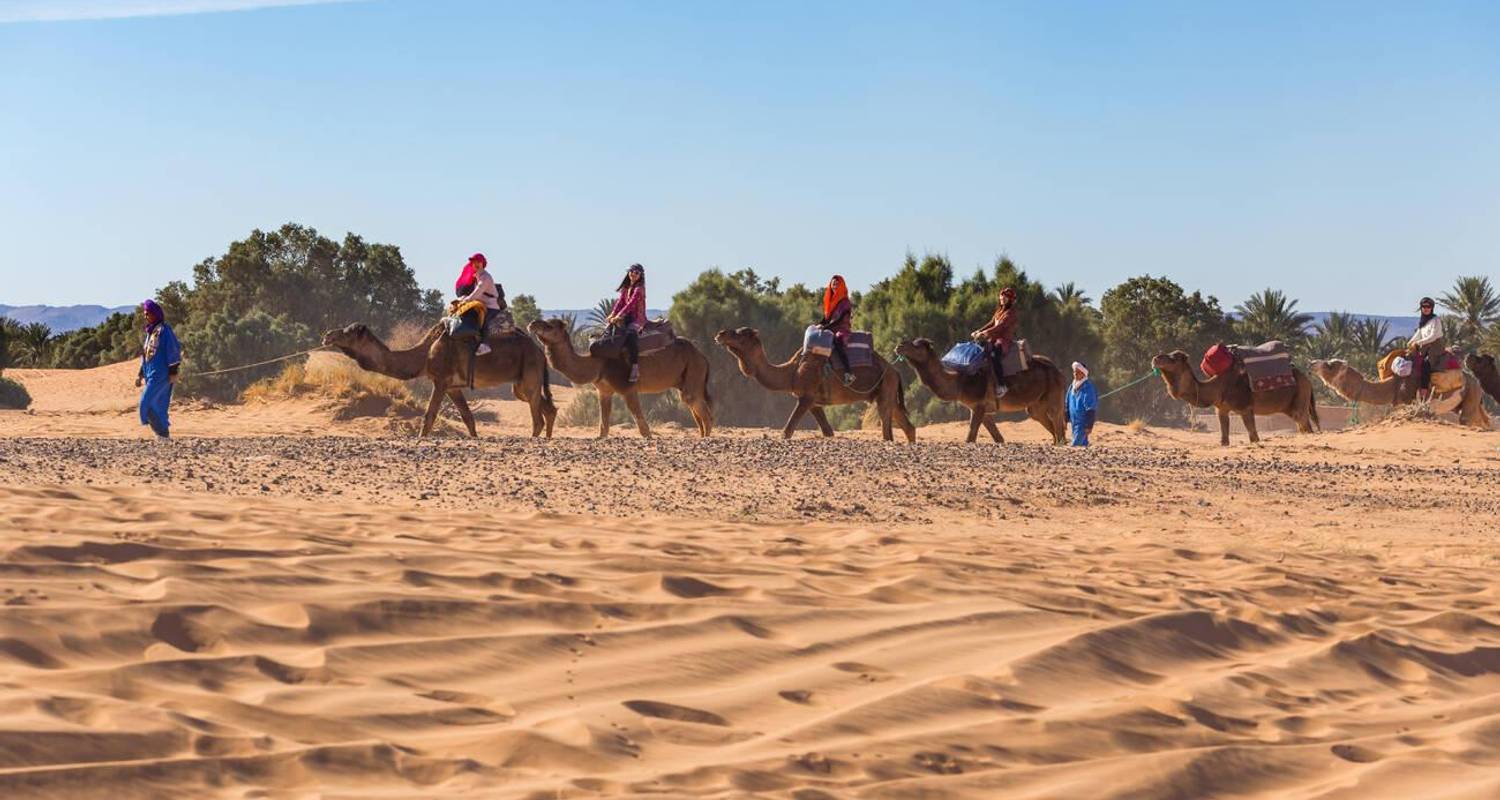 Camel trekking in the Sahara