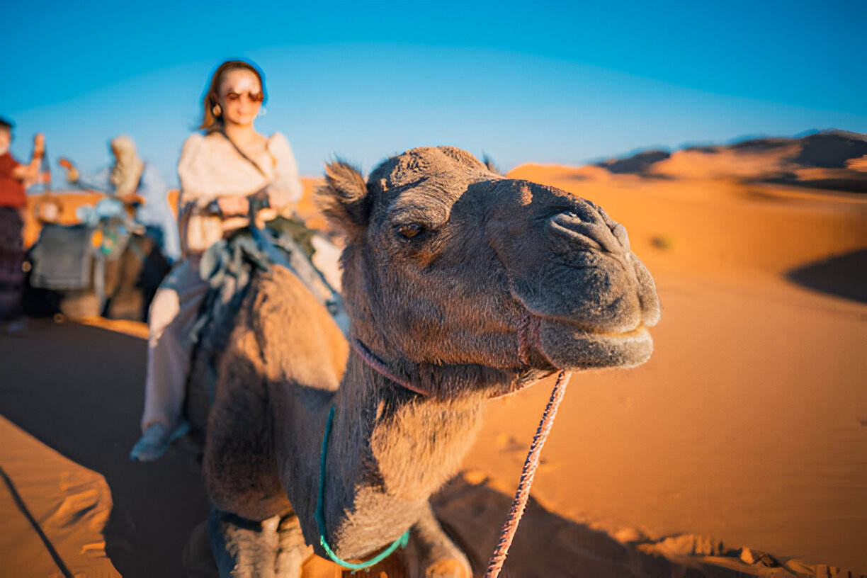 Camel trekking in the Sahara